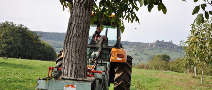 Ramassage-secouage - Noix AOC du Périgord - La Vie Contée Ramassage-secouage - Noix AOC du Périgord les noyers sont « vibrés » délicatement pour faire tomber les noix mûres
