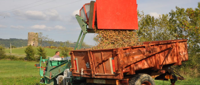 Ramassage - trémie - Noix AOC du Périgord - La Vie Contée Les noix ramassées sont basculées dans la remorque